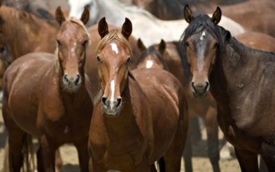 How Can Horses Help My Business, By Jackie Smith